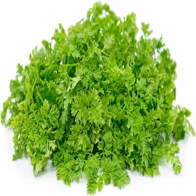 Кинза горная