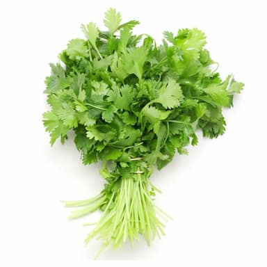 Кинза свежая