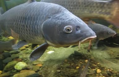 Живой Карп от 0,8кг до