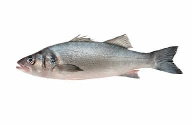 Сибас охлажденный от 400гр до