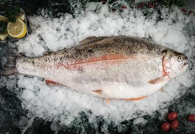 Форель радужная охлажденная от 1,5кг до
