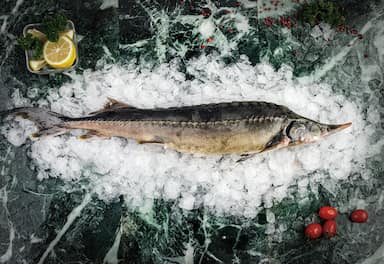 Стерлядь от 1,5кг до