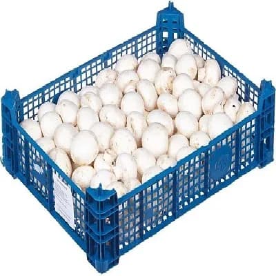 Грибы Шампиньоны — фото 1