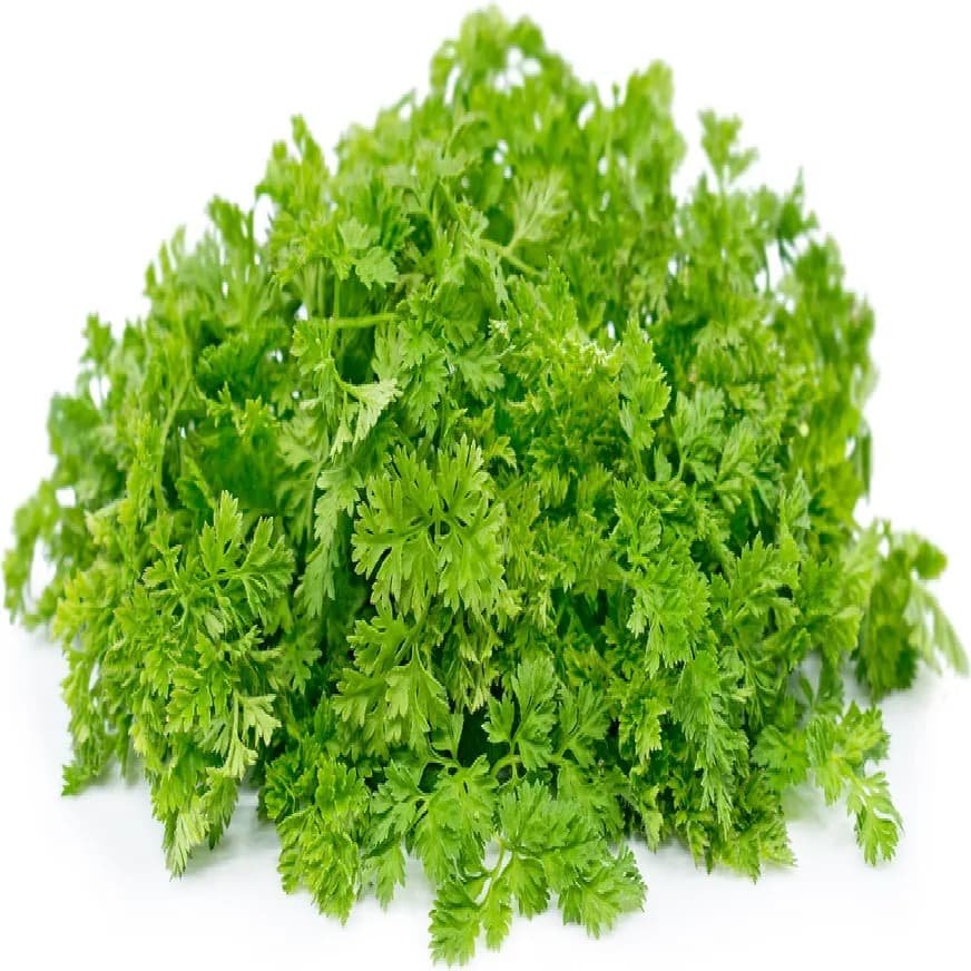 Кинза горная — фото 1