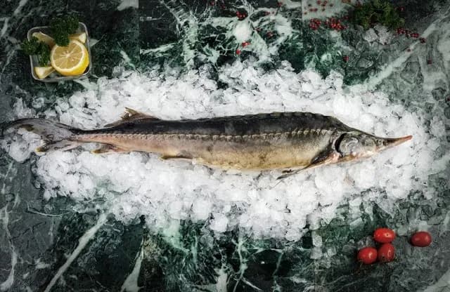 Живая Стерлядь от 1,5 до