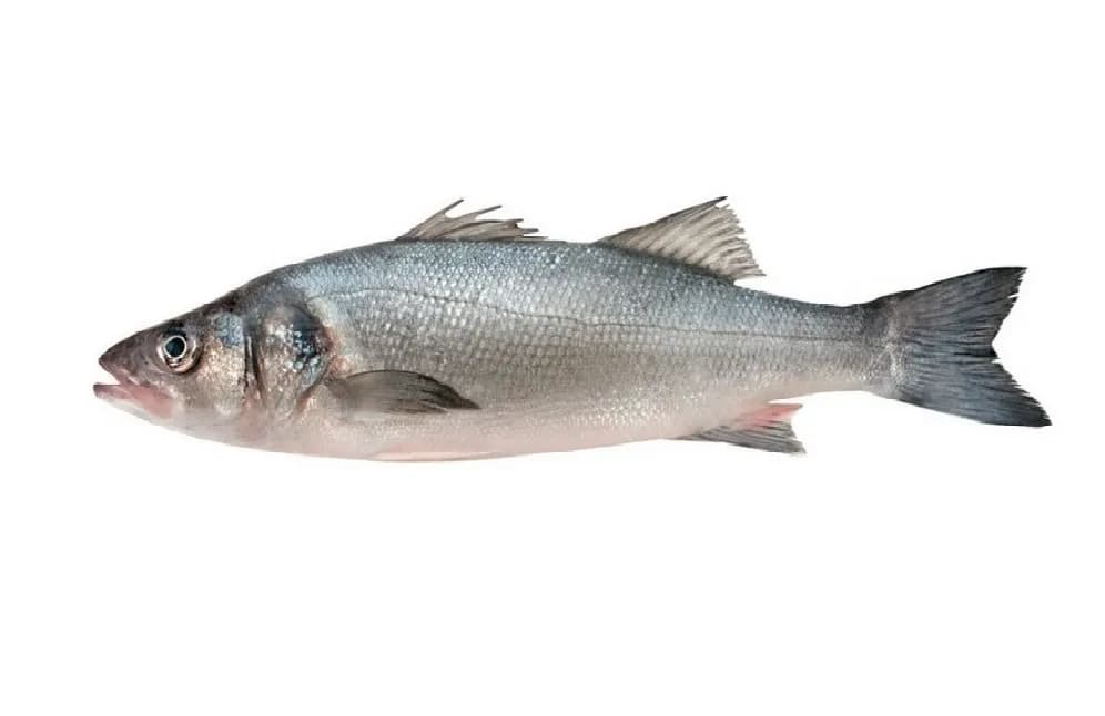 Сибас охлажденный от 400гр до