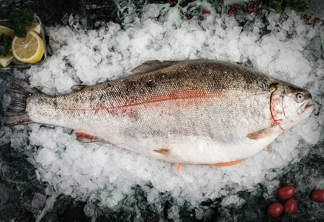 Форель радужная охлажденная от 1,5кг до
