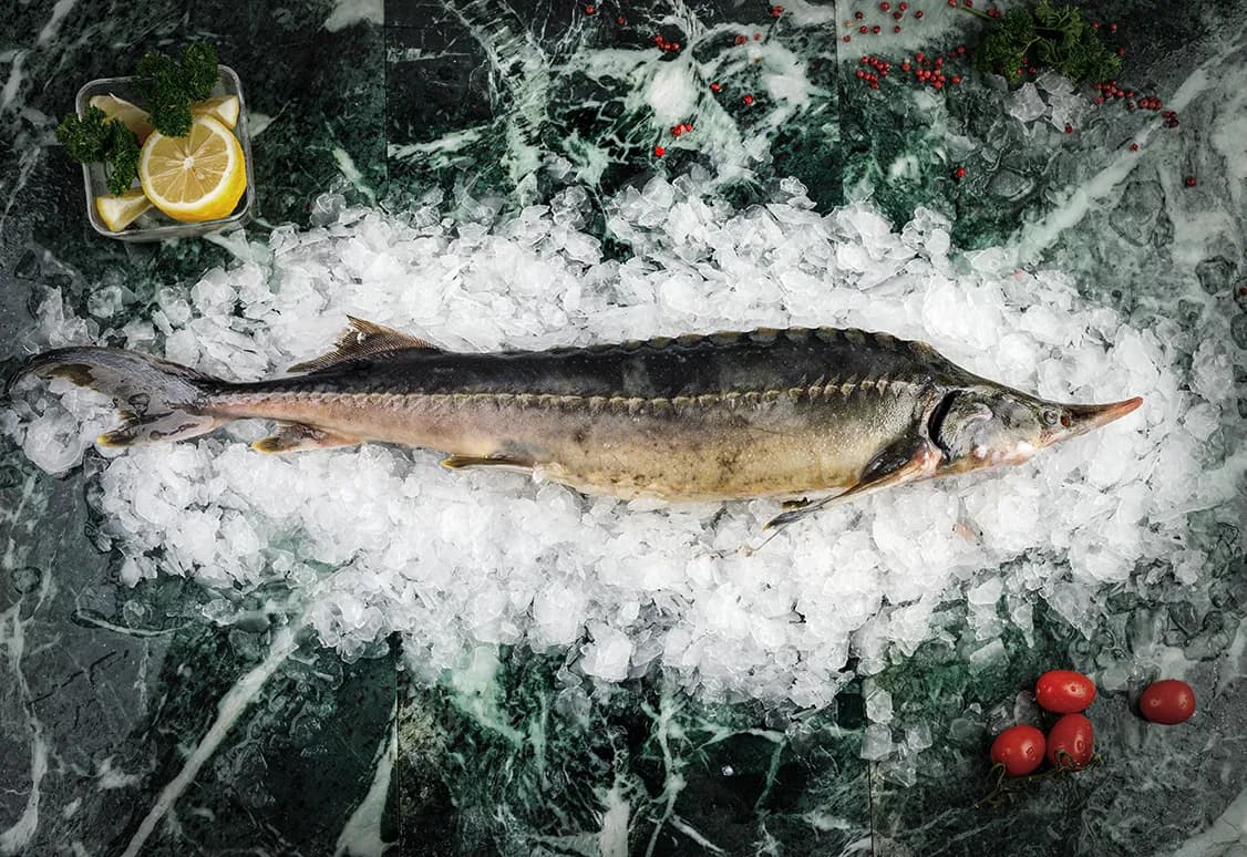 Стерлядь от 1,5кг до