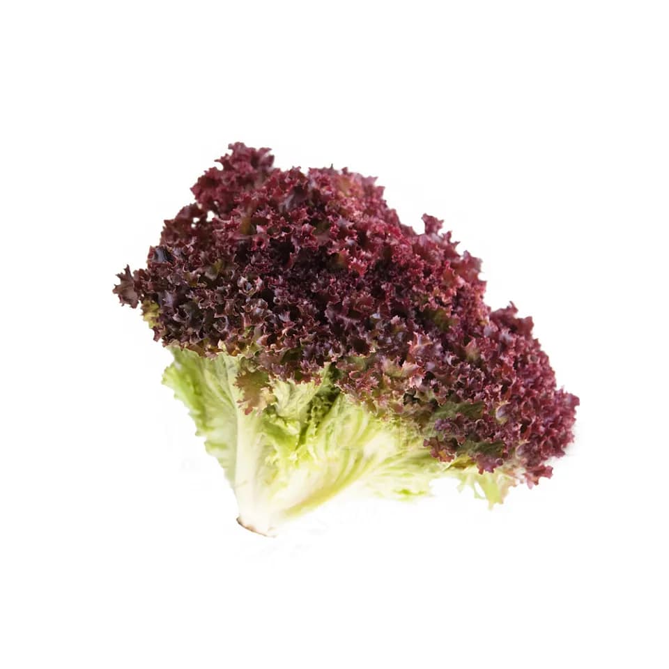 Салат лолло-росса — фото 1