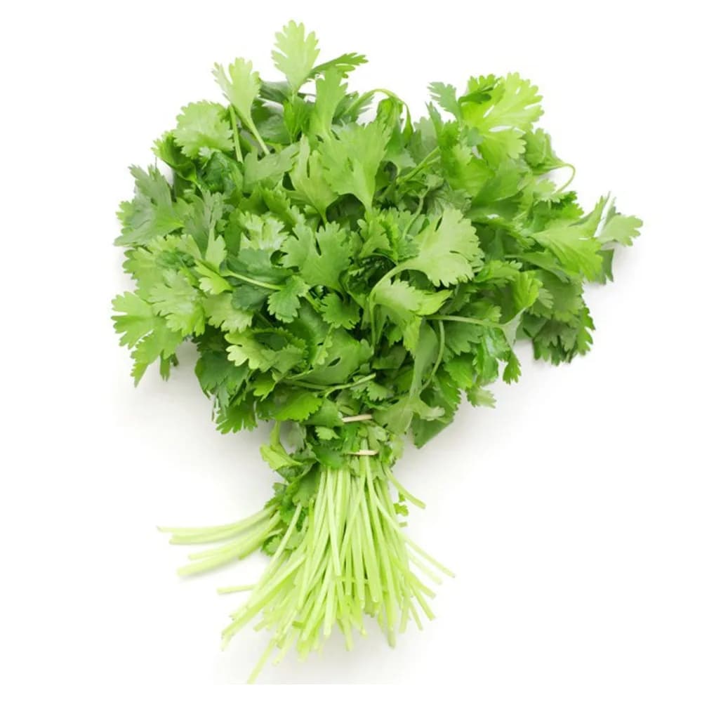 Кинза свежая