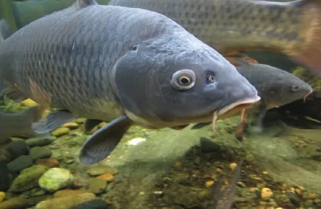 Живой Карп от 0,8кг до