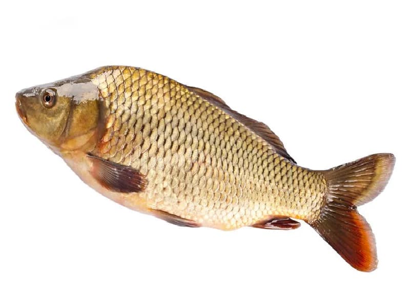 Карп охлажденная от 0,8кг до